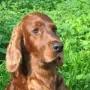 Winny im Juni 2009