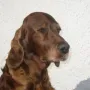 Winny mit fast 10 Jahren.
