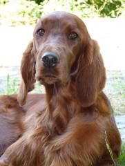 Eilyn Ciara ist beste Irish Setterhündin 2011 vom Setter- und Pointer Club.