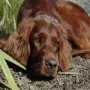 Eyla im Herbst 2011