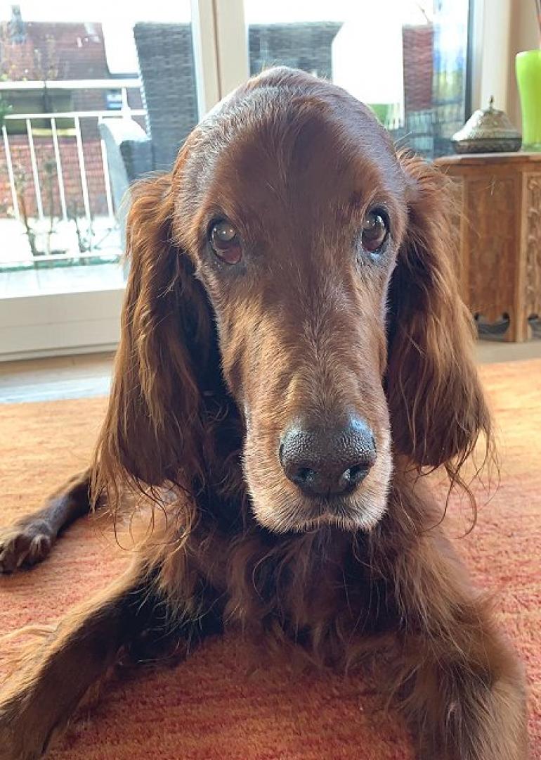 Flori mit 11,5 Jahren sehr fit
