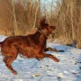 Der Schnee macht Flori Spaß