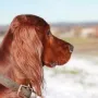 Herrchen hat eine neue Kamera, einfach toll!
