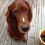 Yoghurt schmeckt mir, der Rest ist auf der Nase..