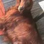 Flori im Urlaub am Gardasee