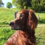 Flori musste mit 12 Jahren über die Regenbogenbrücke gehen