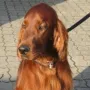 Fredy im September 2009