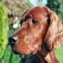 Fredy im Oktober 2010, ein ganz toller Hund!