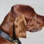 Fredy im Oktober 2012