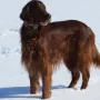 Fredy genießt noch den letzten Schnee im Winter 2013.