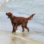 Fredy im Urlaub an der Ostsee, Juni 2014
