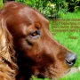Fredy mit 8 Jahren, super schaust aus