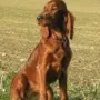 Fenja hat ihr endgültiges Zuhause nun bei Stefan Steinshorn und Cessy gefunden.
