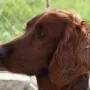 Ein neues Bild von Fenja im April 2012
