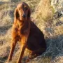 Frau Meier wohnt bei ihrer Mutter Zirka und Herrchen Jürgen Schüle in Bissingen