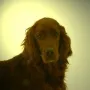 Frieda im Januar 2010 