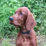 Gerry wohnt bei Claudia und Walther Völkl in 91091 Großenseebach