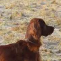 Dieser Hund hat sich zum Traumhund entwickelt.