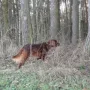 Gerry in Vorstehposition.