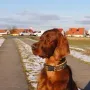 Eine schöne Kopfstudie.