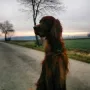 Ein schönes Profilbild von Gerry