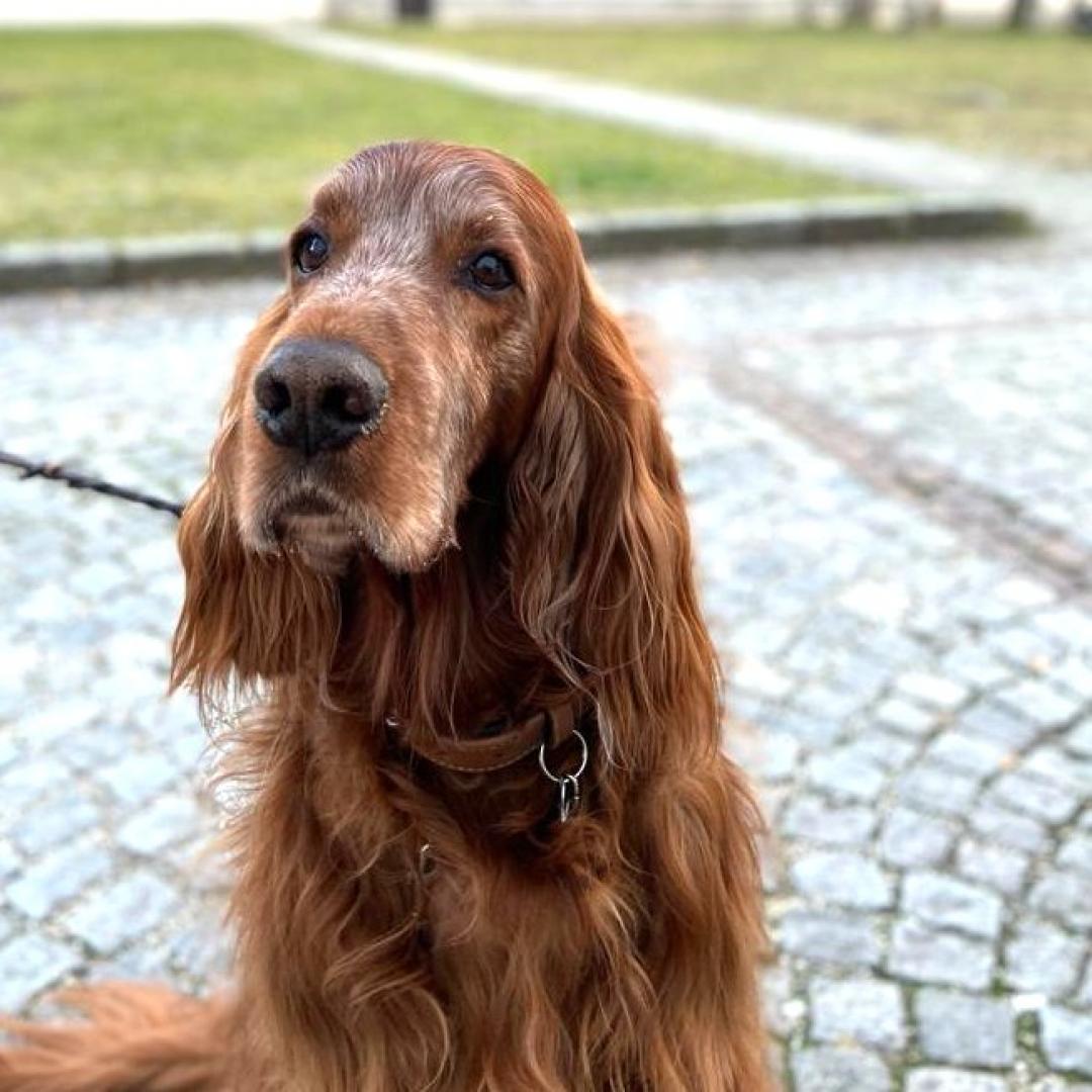 Gin 11,5 Jahre und ihm geht´s gut