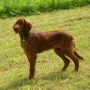 Gin hat es zu Martina Koen nach Linz verschlagen, dort soll er sich mal als Therapiehund beweisen.