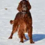 In Linz gibt es noch Schnee im Februar 2012.