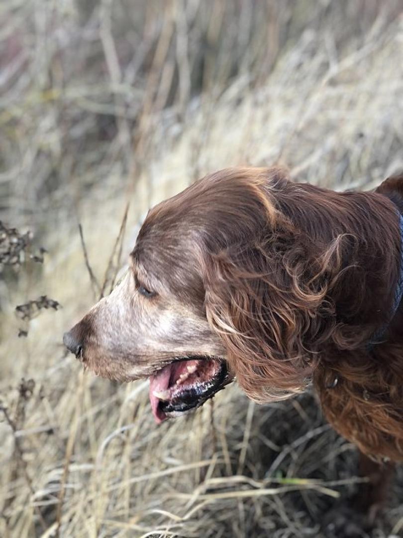 Gizzmo mit 11 Jahren und fit