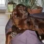 Gizzmo 