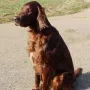 Gizzmo ist ein hübscher Bub geworden.