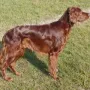 Gizzmo mit 3 Jahren.