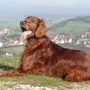 Gizzmo im Urlaub im Sommer 2014