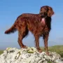 Gizzmo, der Bergsteiger