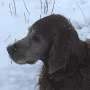 Gizzmo mit 10 Jahren