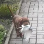 Grex ist zu Uta und Frank Köplin nach 39418 Staßfurt ausgewandert. Er wird dort Frank bei der Jagd unterstützen. 