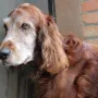 Grinzing 14,5 Jahre