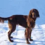Gustl im Schnee im Januar 2010