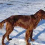 Und wieder im Neuschnee, Januar 2010