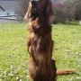 Gustl freut sich auf den Frühling 2013