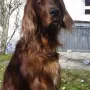 Toller Hund und toller Fotograf.
