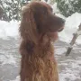 Golda mit Schnee im Dezember 2010