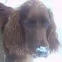 Auch Golda liebt den Schnee