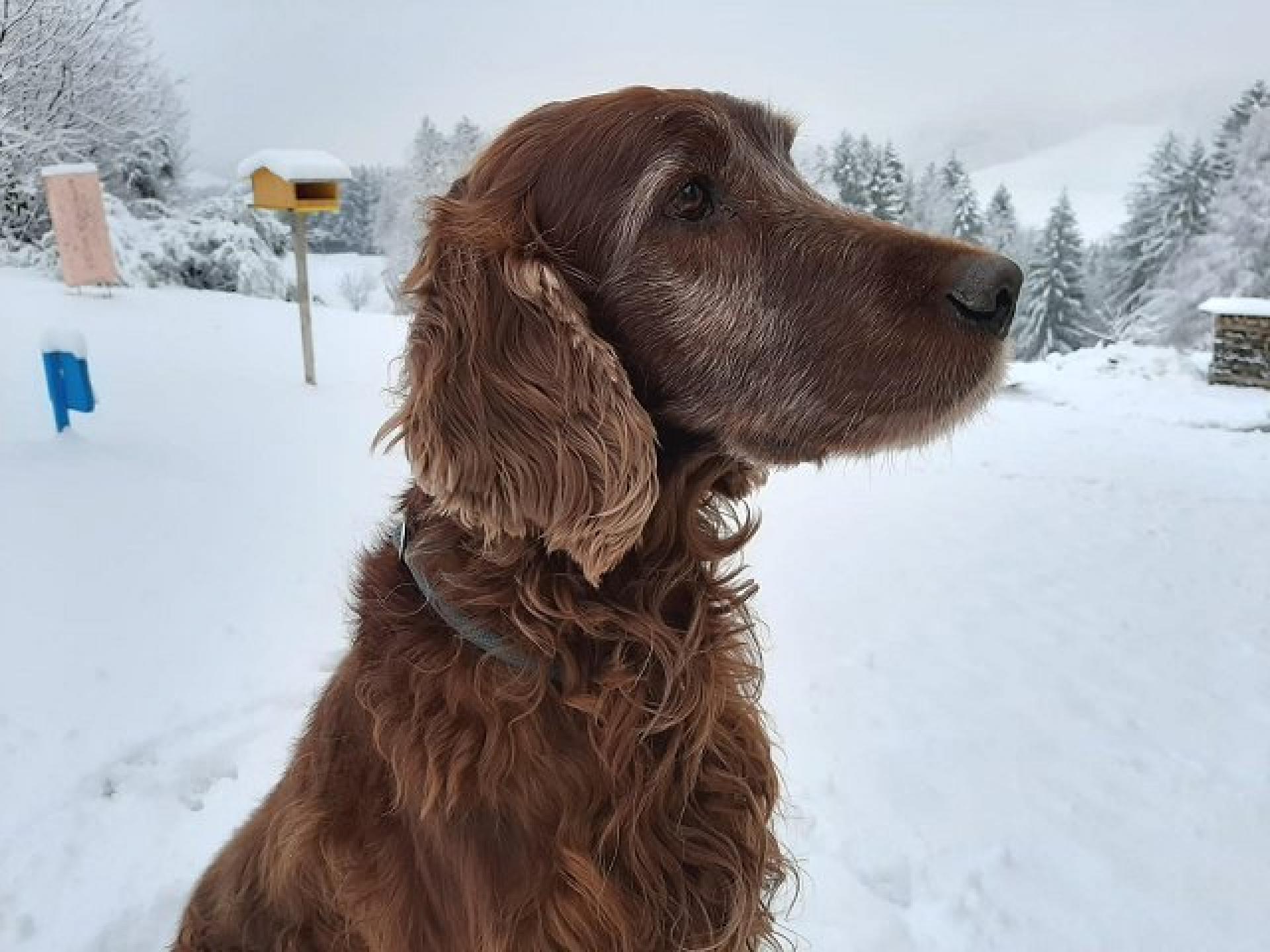 Hercules 11,5 Jahre