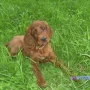 Hercules darf mit Sonja und Fritz in  Schönau zur Jagd gehen