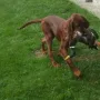 Hercules ist schon fleißiger Jagdhelfer