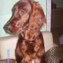 Hercules hat einen tollen Fotografen -im Februar 2010-