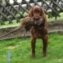 Hercules bei der Vorbereitung zur Frühjahrsprüfung