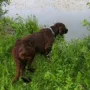 Hercules bei der Arbeit.