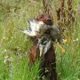 Herrchen ist zufrieden